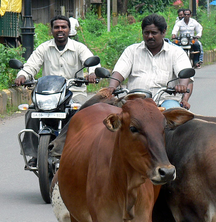 Doprava v Indii jsou krávy motorky